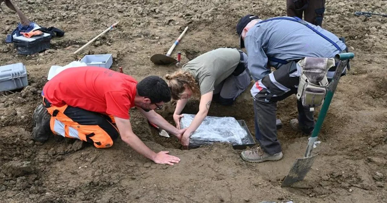 Man searching carrot field finds ancient gold and bronze jewelry — and multiple teeth