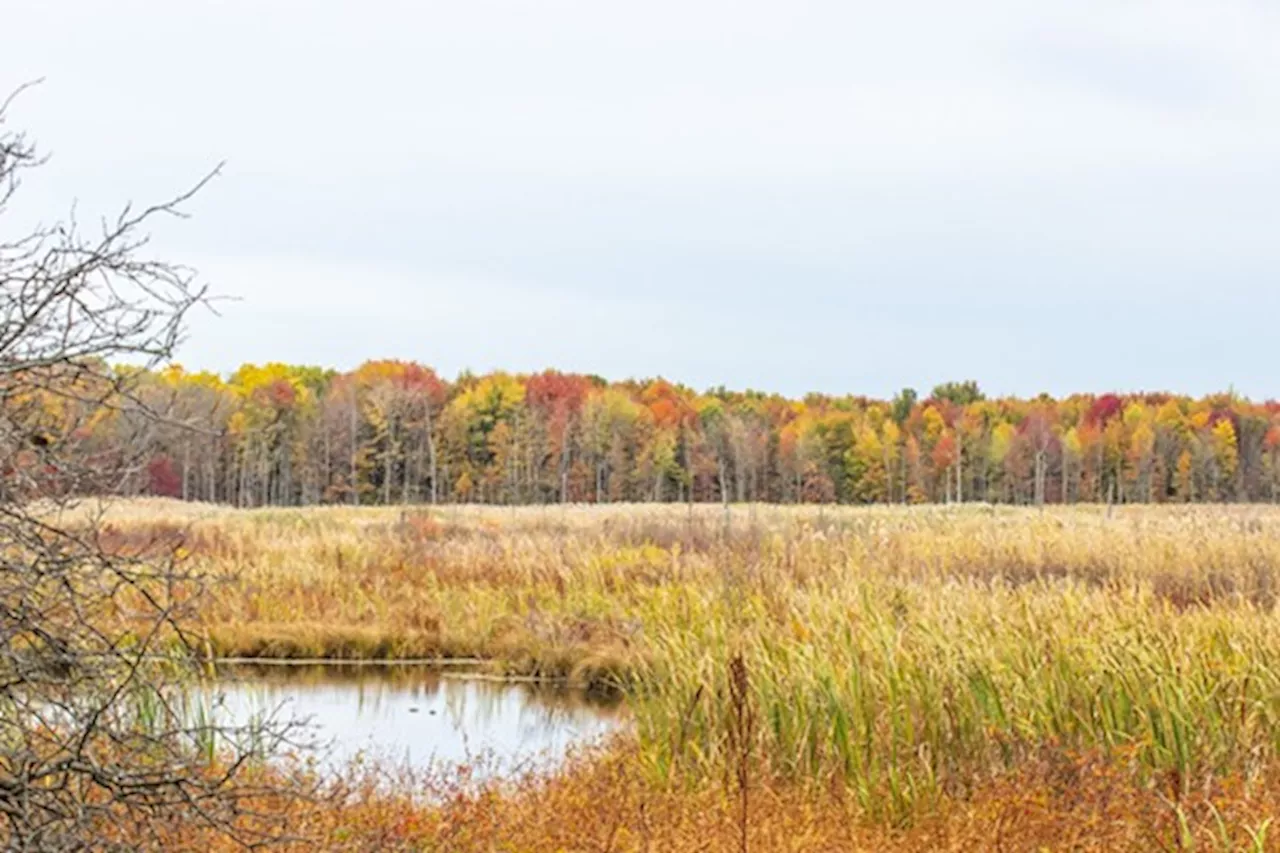 It's Just About Peak Leaf Peeping Time in Northeast Ohio, People