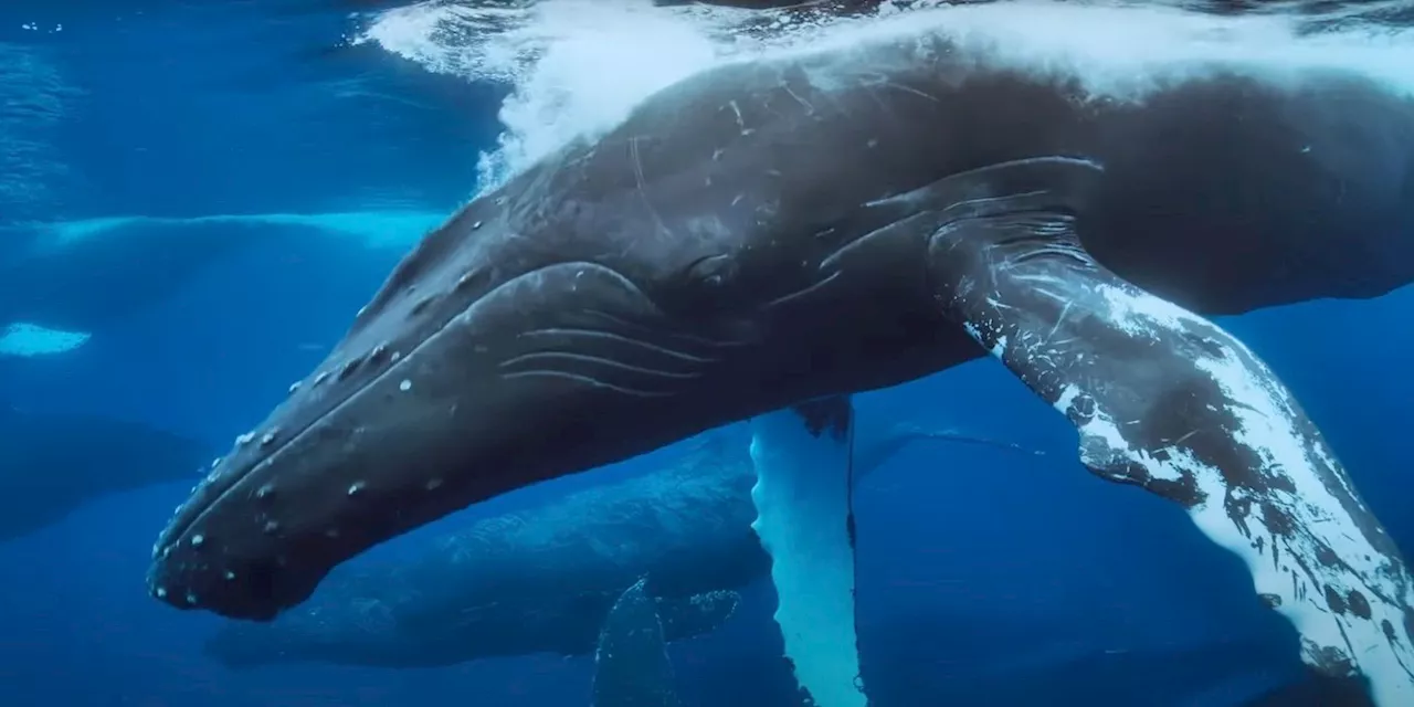 Jeremy Renner Narrates 'Incredible Animal Journeys' in New Trailer