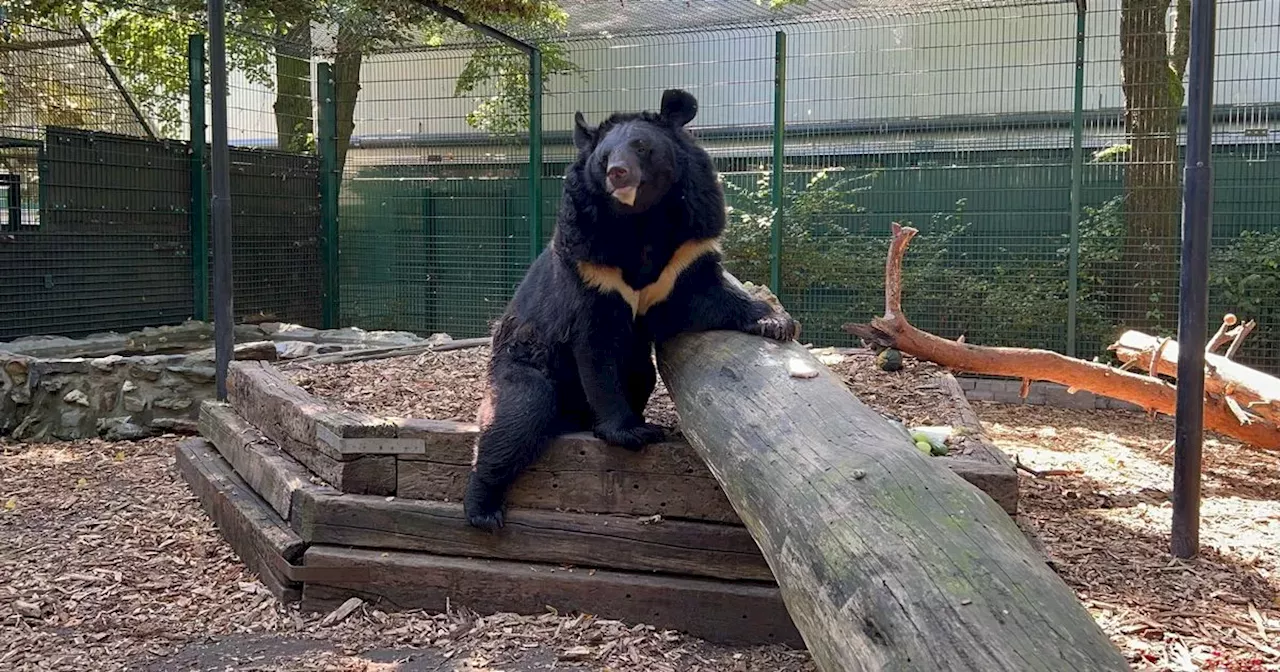 Five Sisters Zoo hosting fun run to help raise funds to rescue Ukrainian bear