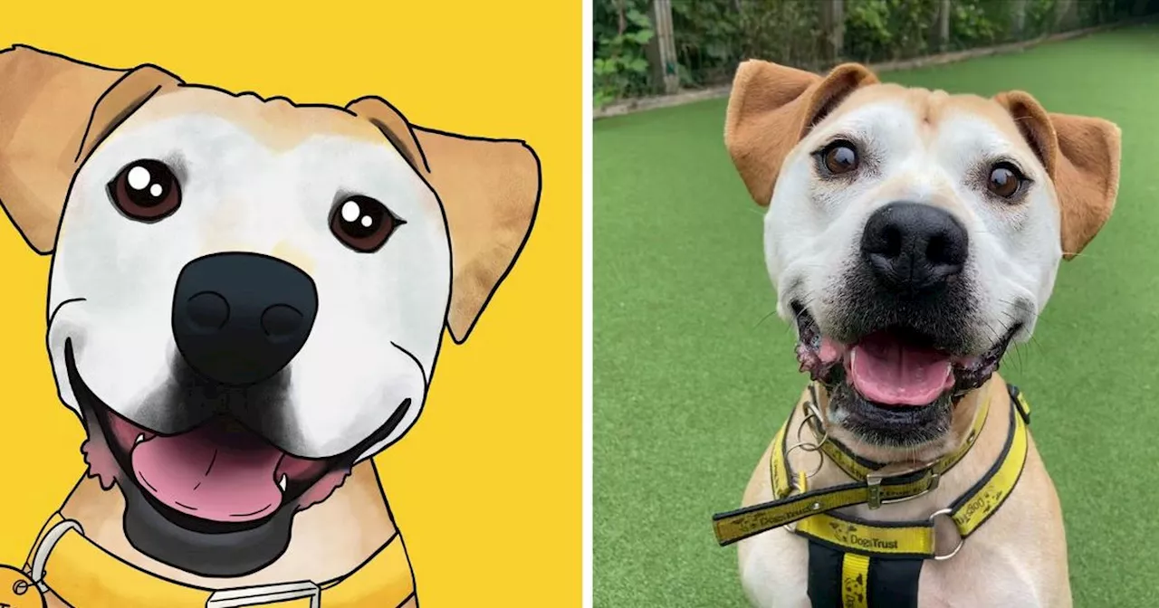 Scots rescue dogs get cartoon portraits in bid to find forever home