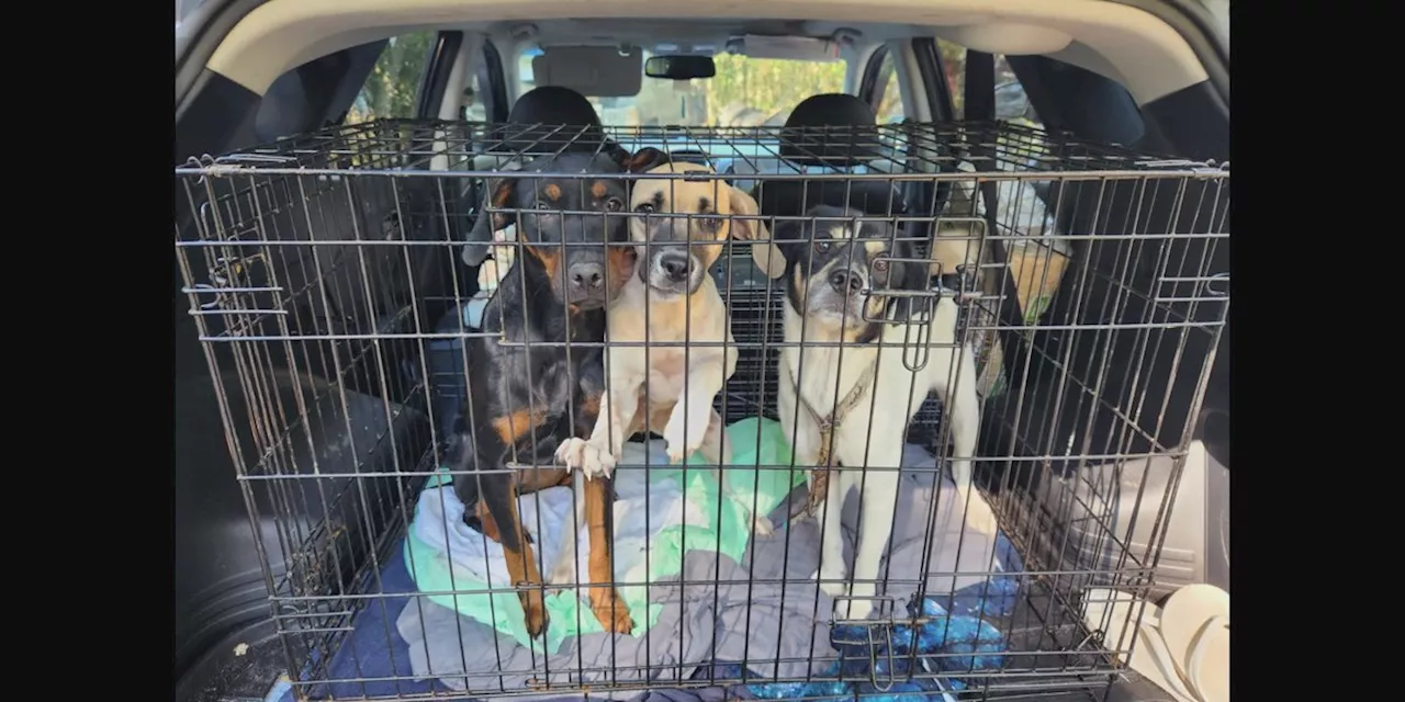 More than 50 dogs are rescued from home in George County