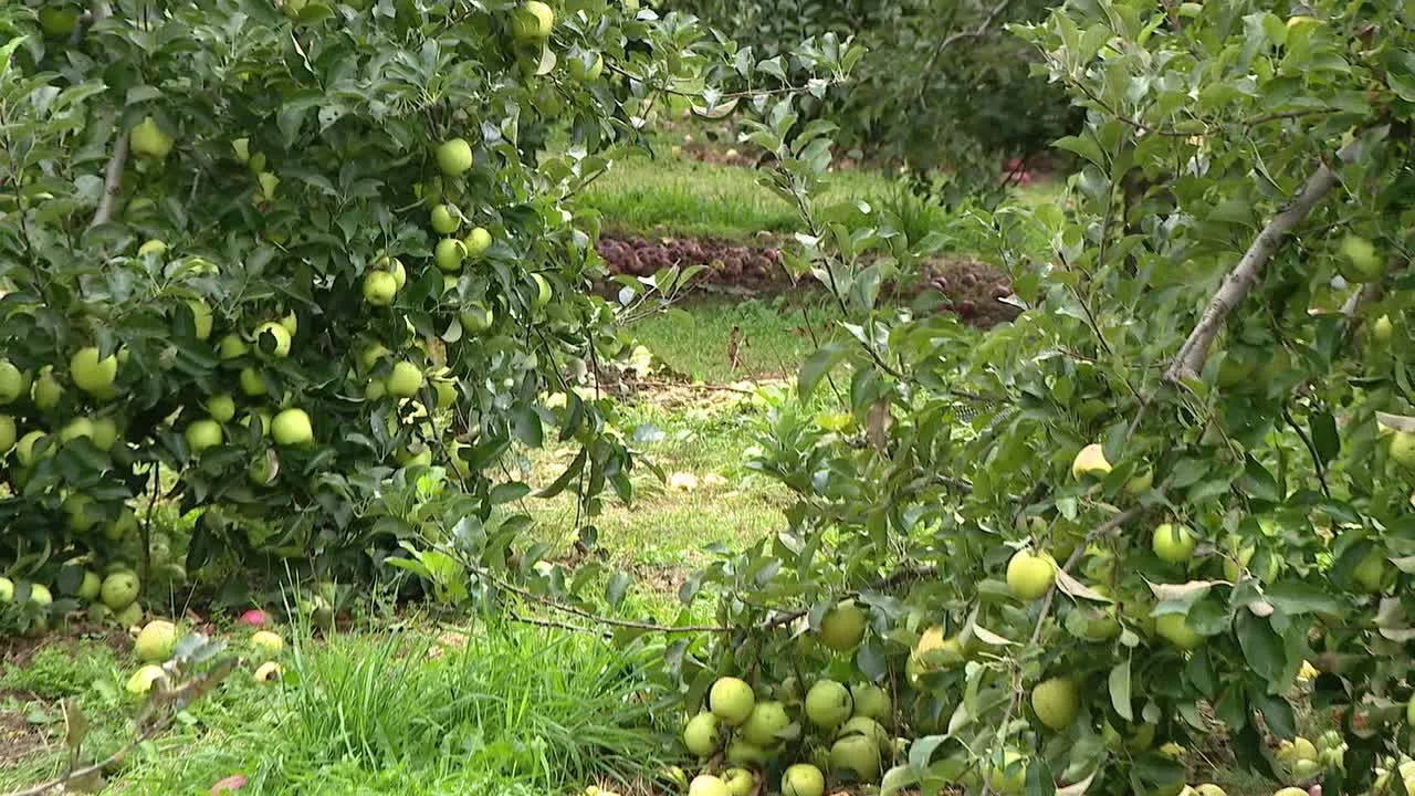 Local NY farms struggling due to rainy weather: 'Unprecedented for us'