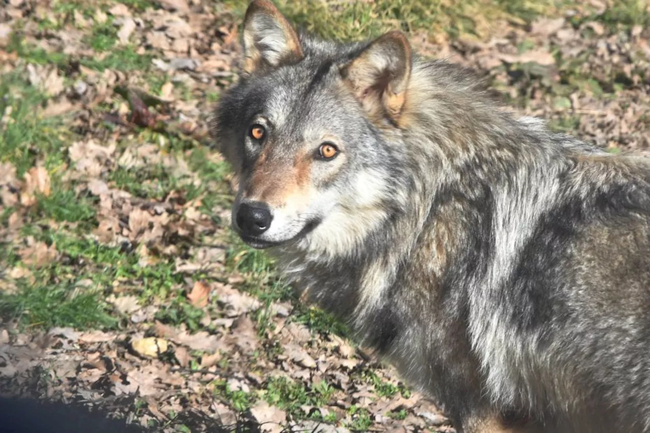 Un 10ème loup abattu dans la Drôme depuis le début de l’année