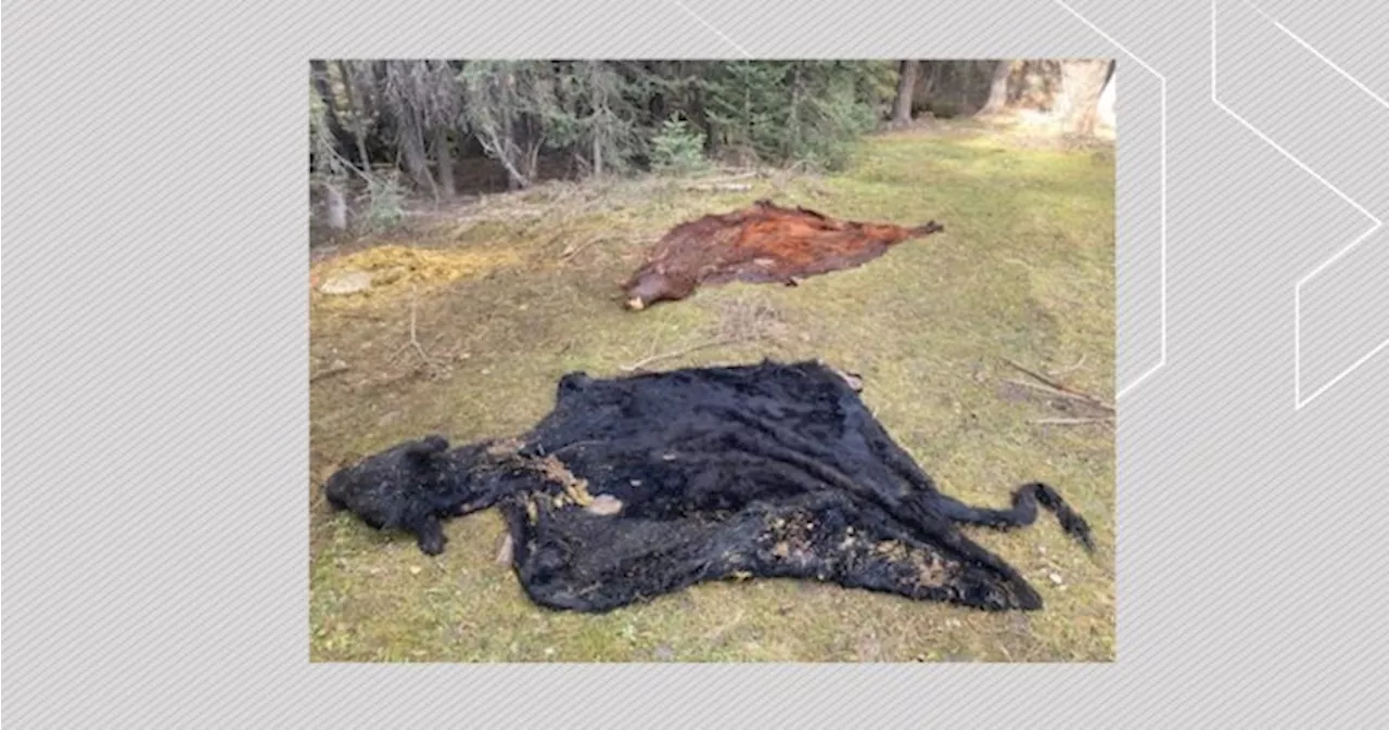 Cow carcasses dumped near McLean prompts RCMP investigation