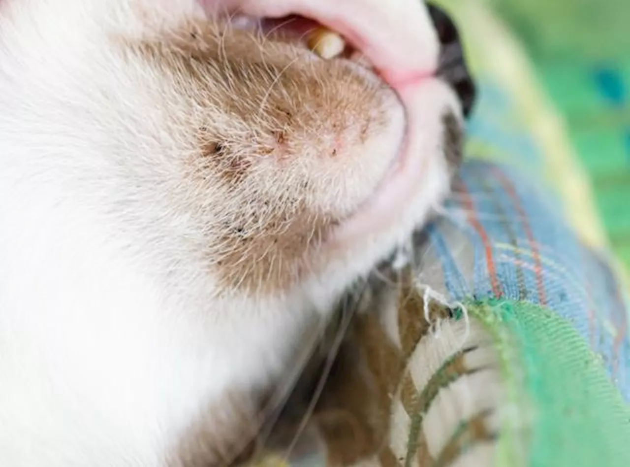 고양이 얼굴에 생긴 검은 깨? 고양이 여드름(턱드름)