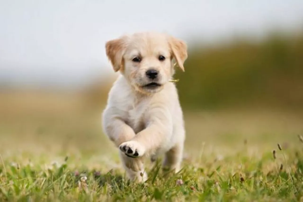 Irish Guide Dogs need puppy raisers in Leinster and Munster – and all bills are covered