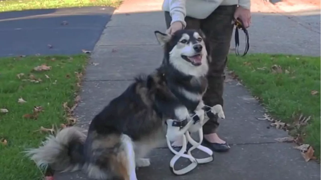 – Watch Derby The Husky Run Thanks To His 3D Printed Legs