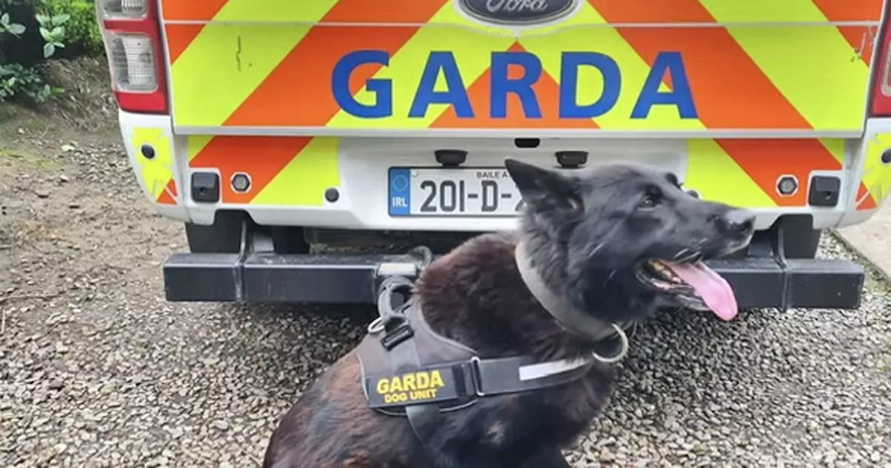 Garda dog Laser to retire to life of chewing bones and tennis balls after distinguished career