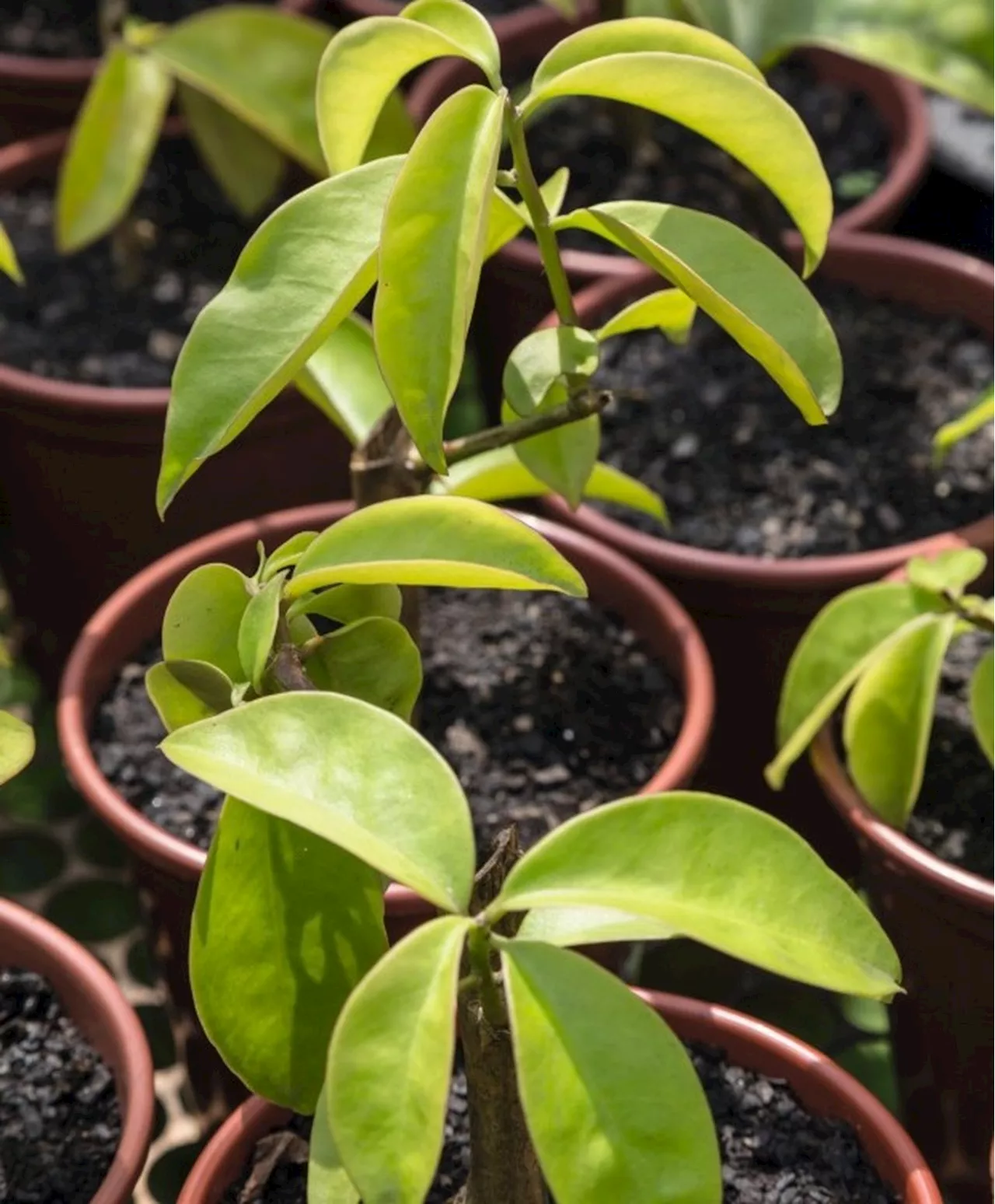 Ora-pro-nóbis: conheça os nutrientes da planta super proteica e rica em vitaminas