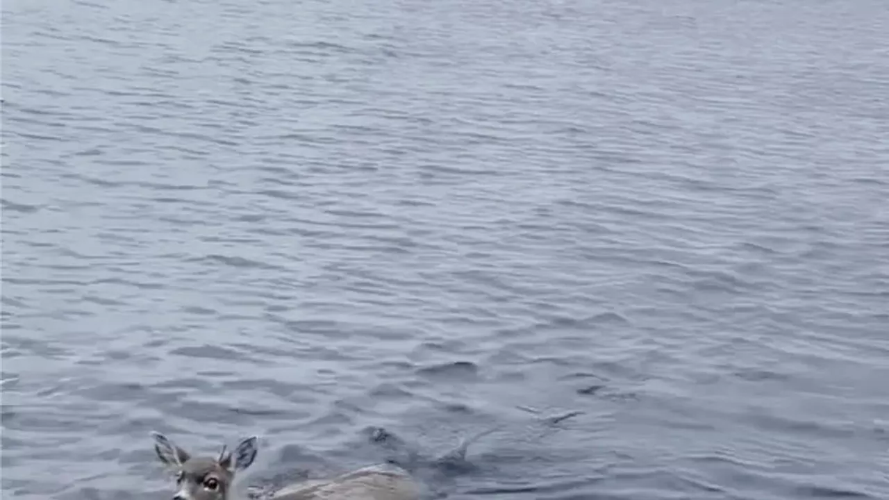 Deer struggling in cold Alaskan waters saved by wildlife troopers who give them a lift in their boat