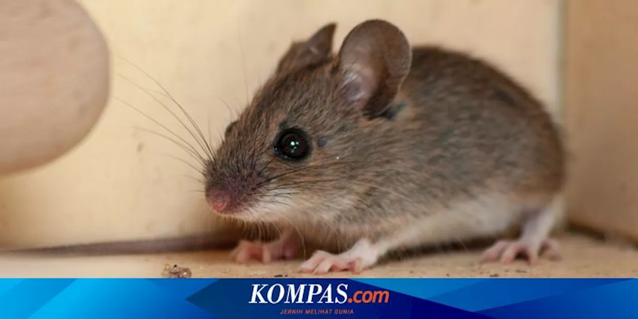 Tanda Adanya Sarang Tikus di Rumah dan Cara Menyingkirkannya