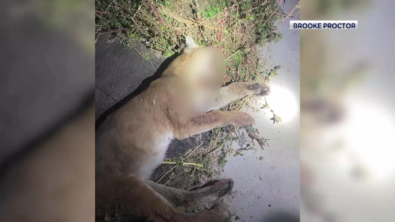 Herriman mountain lion euthanized after sheep attack, face-to-face neighbor encounter