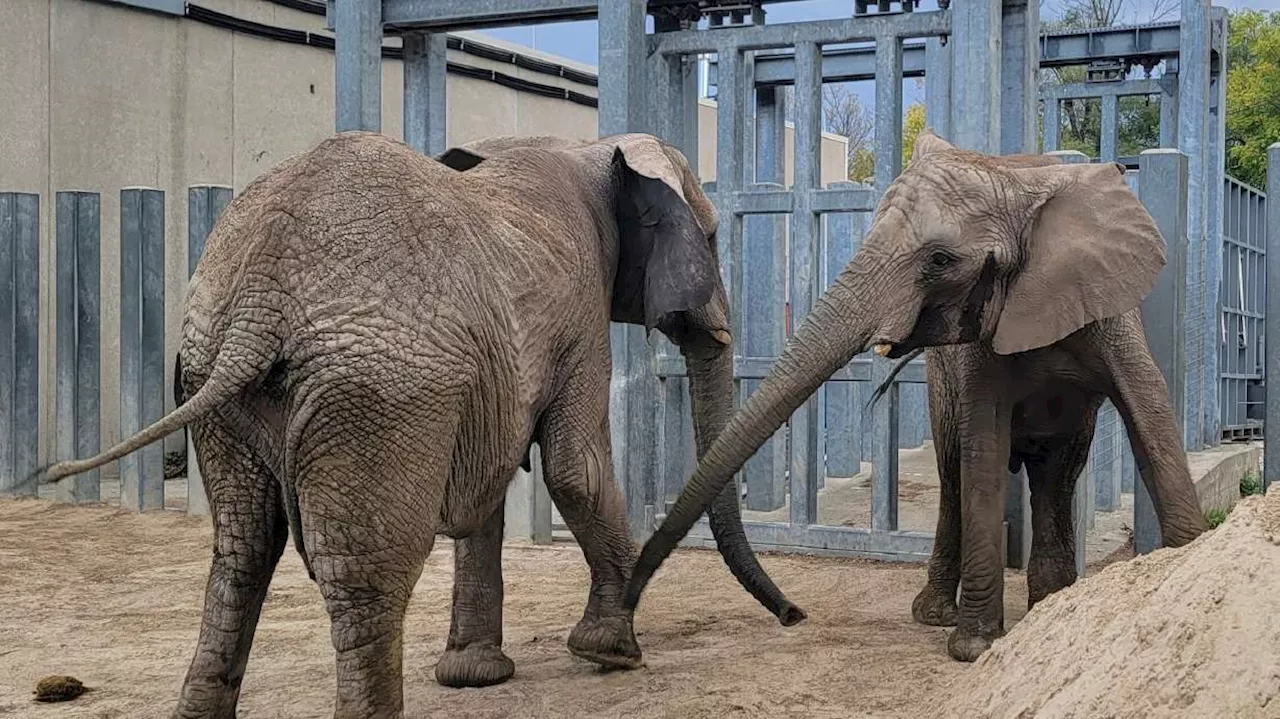 Utah's Hogle Zoo elephants arrive safely at new home at Kansas City Zoo