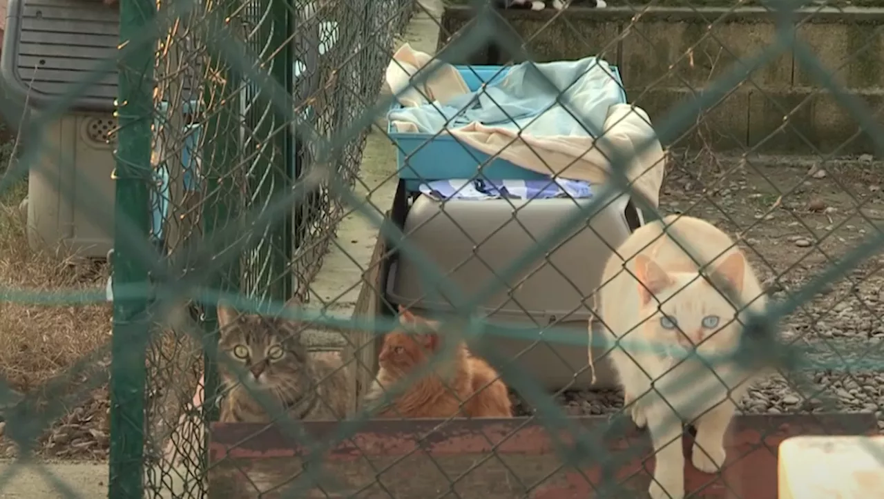 A Toulouse, les adoptions de chats sont en berne au refuge, fermé temporairement