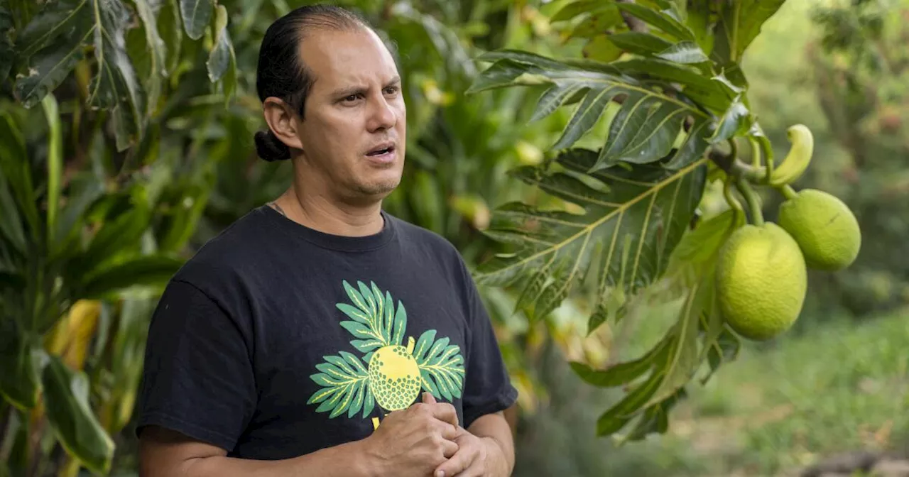 The trees arrived with Polynesian voyagers. After Maui wildfire, a chance to restore them