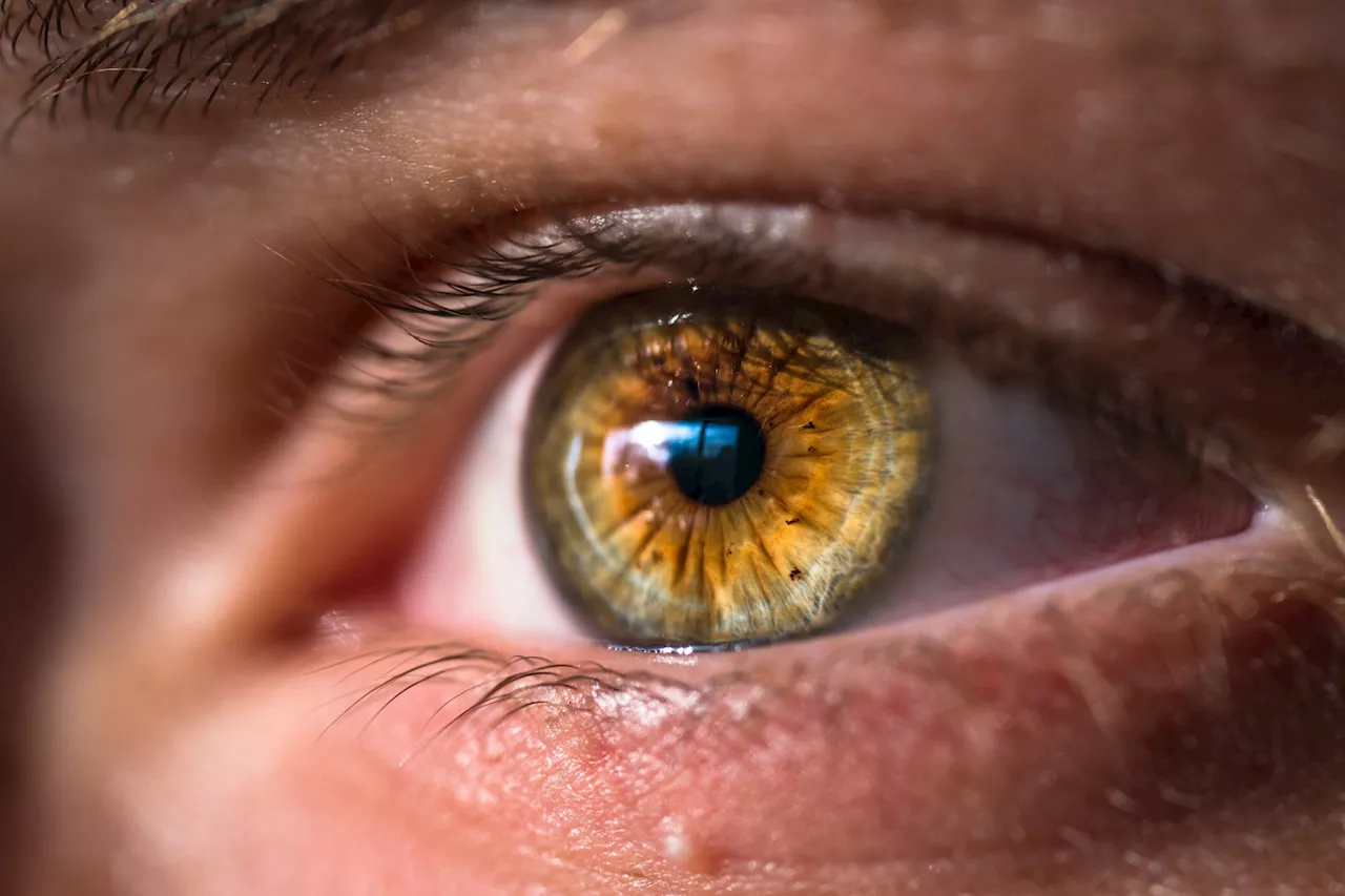 Molecular age of the eye determined for the first time