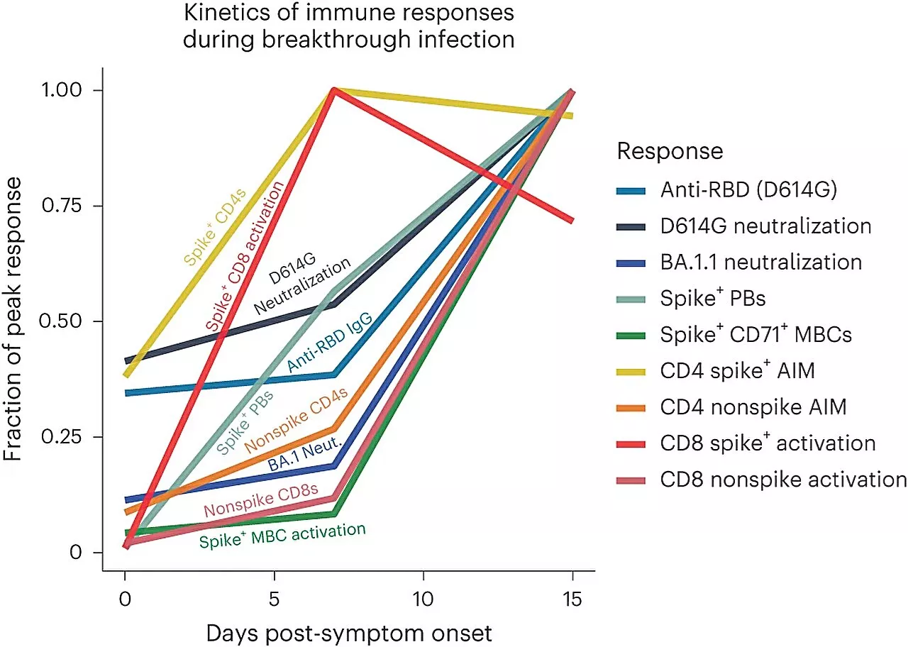 Study sheds light on immune response to COVID breakthrough infections