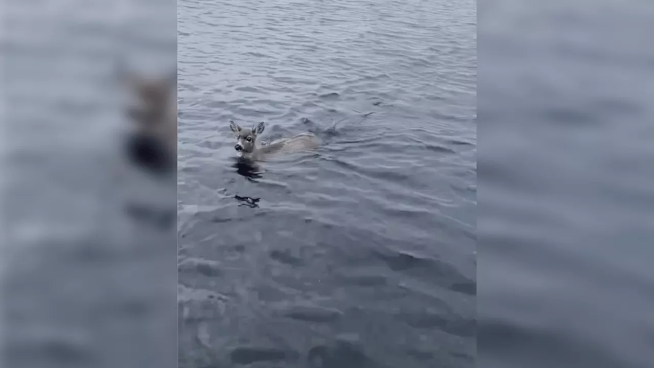 Video shows moment Alaska Wildlife Troopers rescue two deer struggling in icy waters