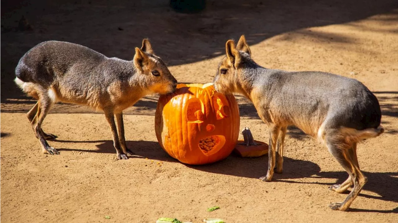 Pumpkins, costumes, and cute animals: Local zoos have sweet seasonal sights aplenty