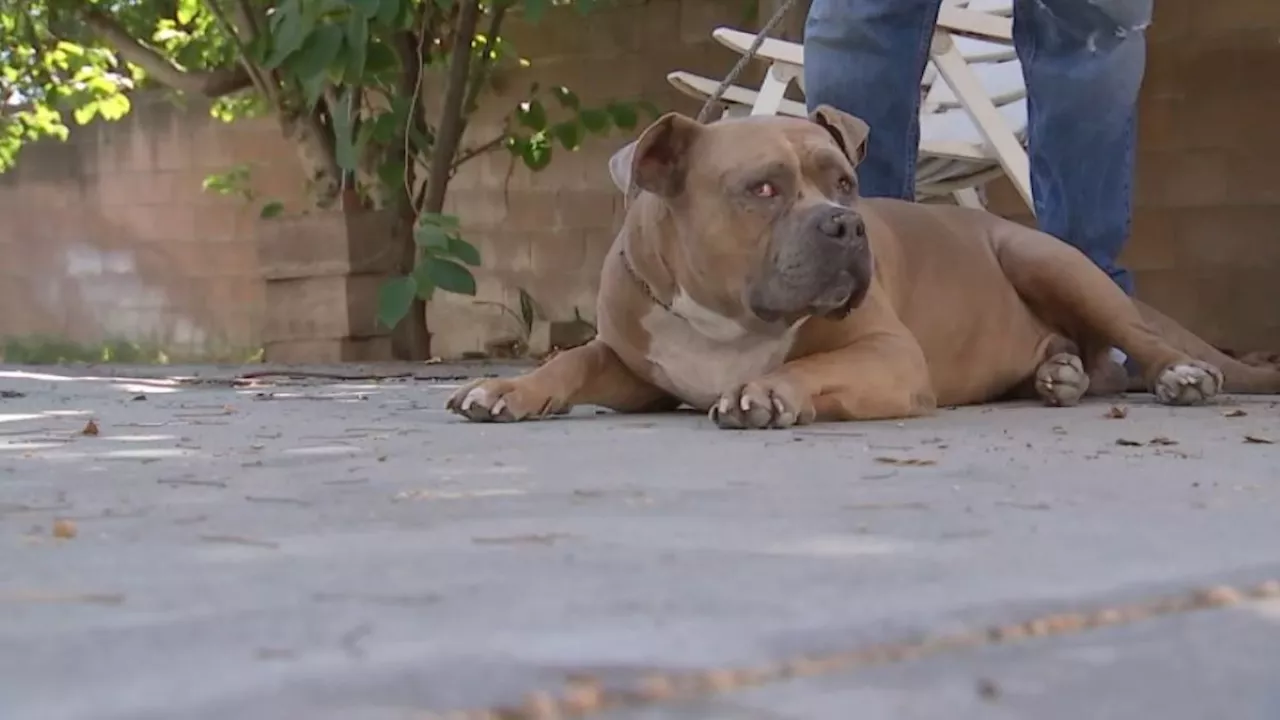 Resilient pit bull recovering after scrap with something ferocious in Burbank backyard