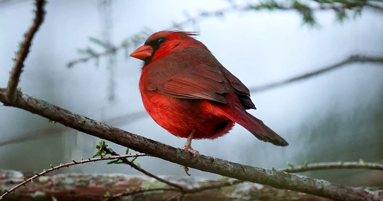 As temperatures rise, songbirds struggle to keep young healthy, researchers find