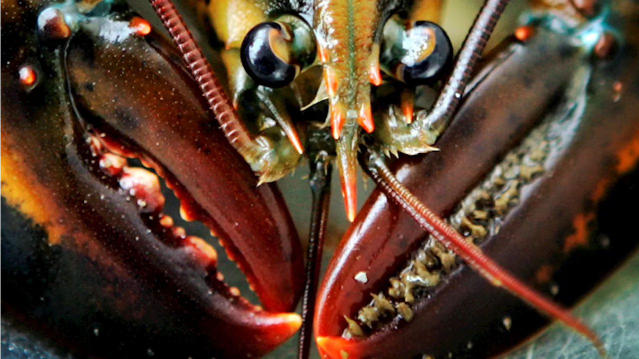 Young lobsters show decline off New England, and fishermen will see new rules as a result