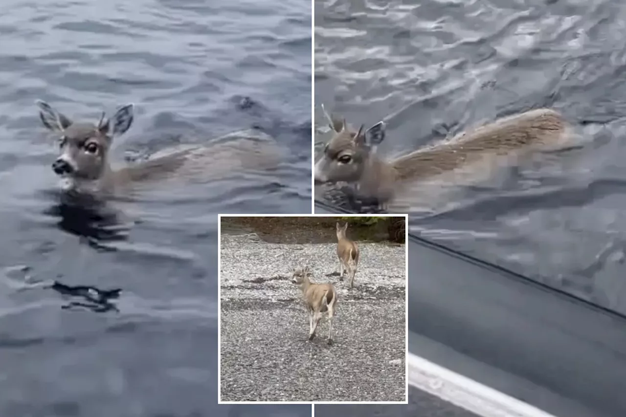 Deer struggling in cold Alaskan waters saved by wildlife troopers who give them a lift in their boat