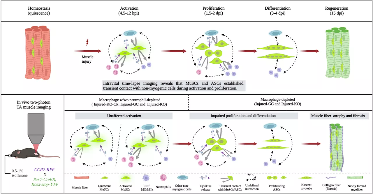 Researchers develop an innovative microscope platform to unveil the intricacies of skeletal muscle regeneration