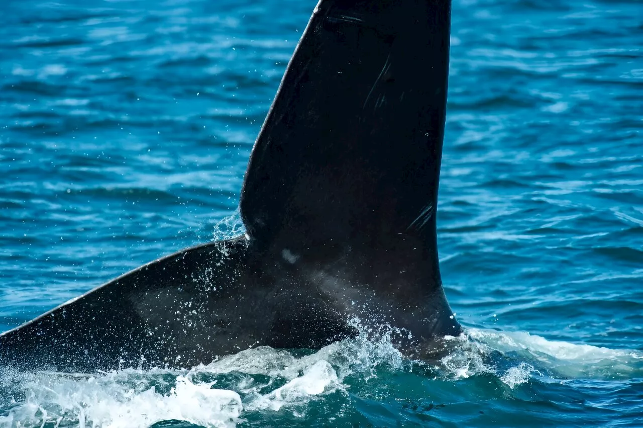 Speeding boats risk killing off North Atlantic right whales: Study