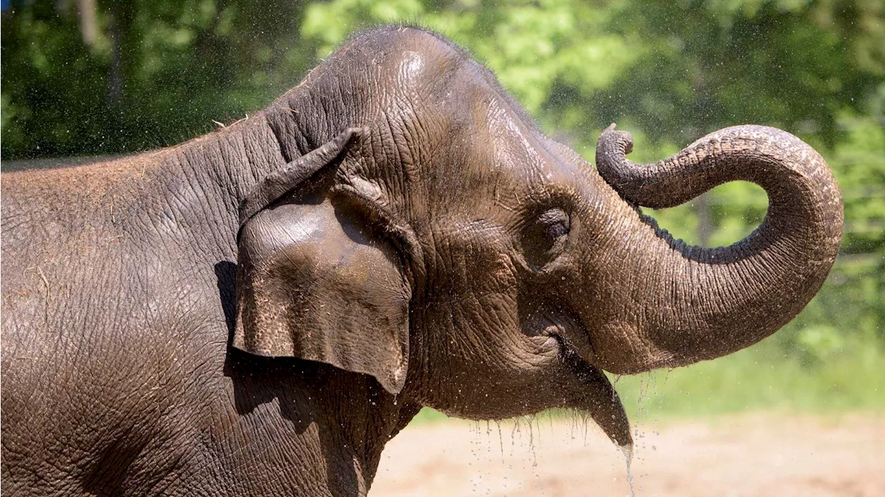 Drama in St. Louis: Hund läuft in Zoo umher - kurz danach ist Elefant Rani tot