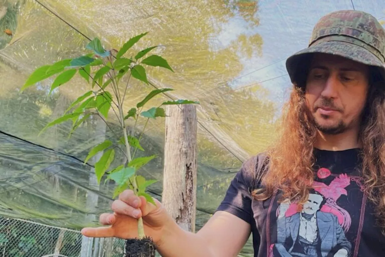 São Paulo nurseries bring the city’s rare and forgotten trees back to life