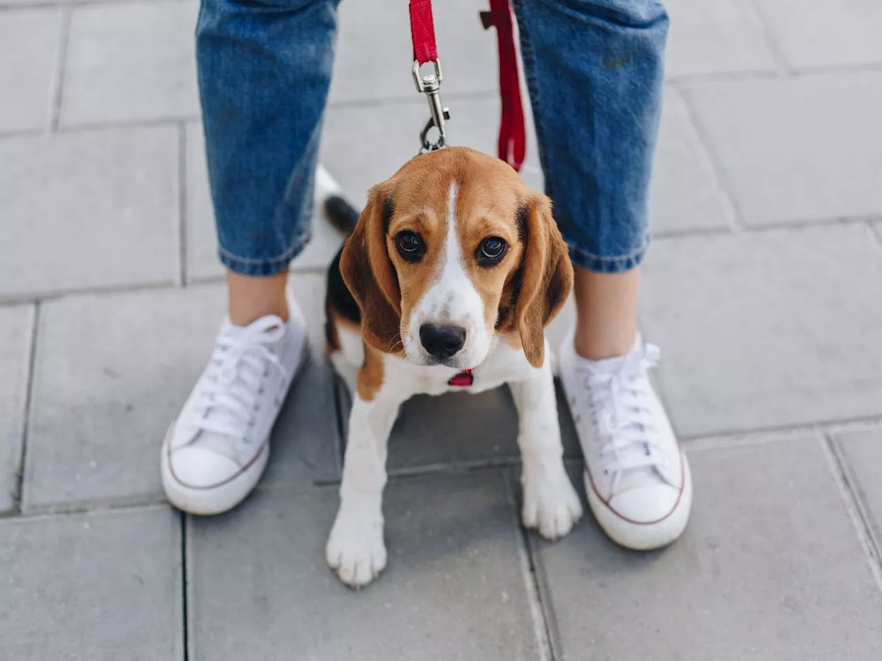 LETTER: Why assume we are all dog lovers?