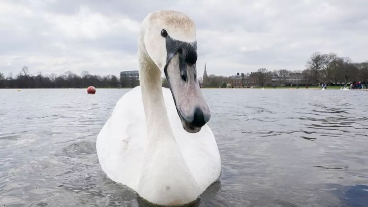 Tiere: Schwan behindert Verkehr in Bad Kreuznach