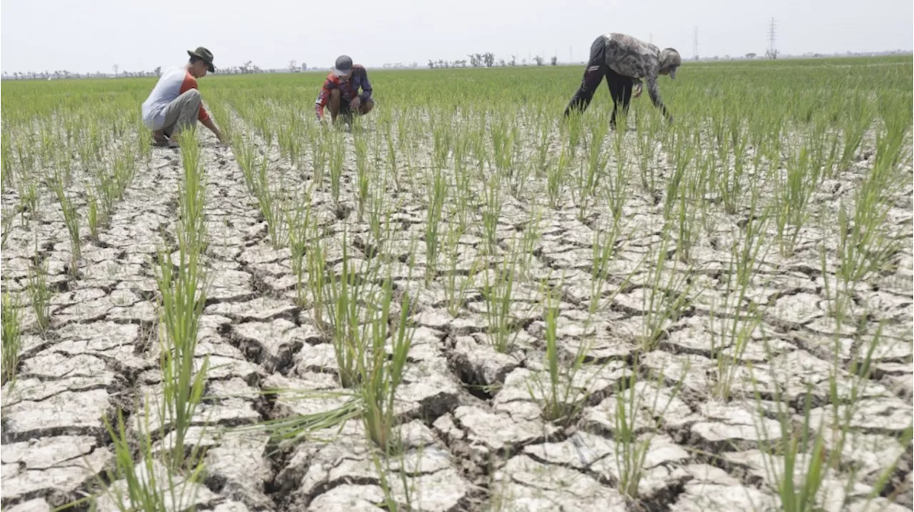 Kementan dan KemenPUPR Gelar Koordinasi untuk Tingkatkan Produksi Beras