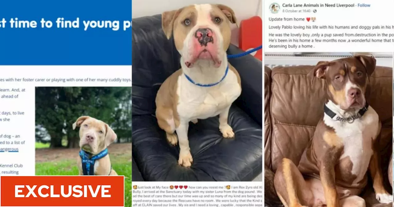 Animal rescue charities still rehoming American XL Bully dogs despite expected ban in wake of attacks