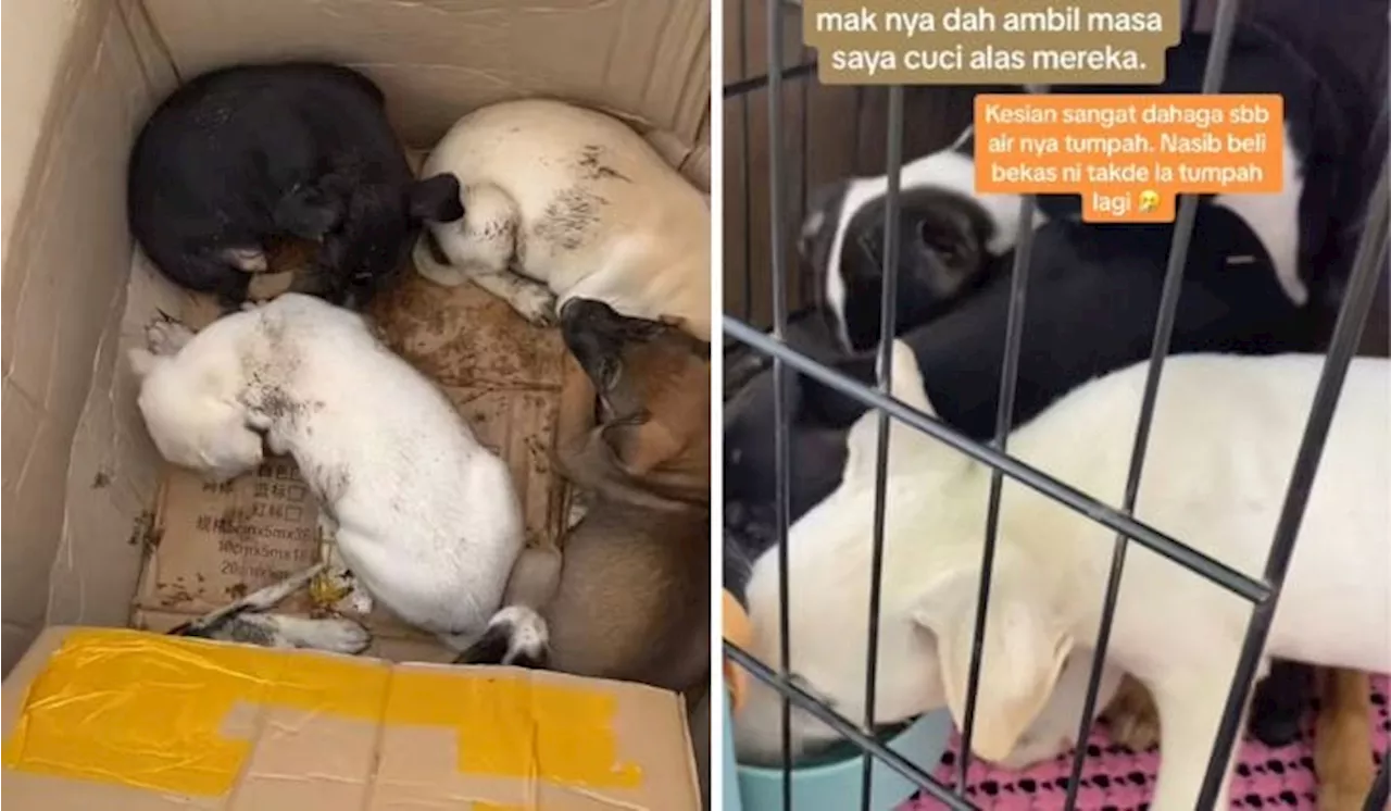 [Watch] Woman Documents Journey On TikTok Of Rescuing Puppies From Drain