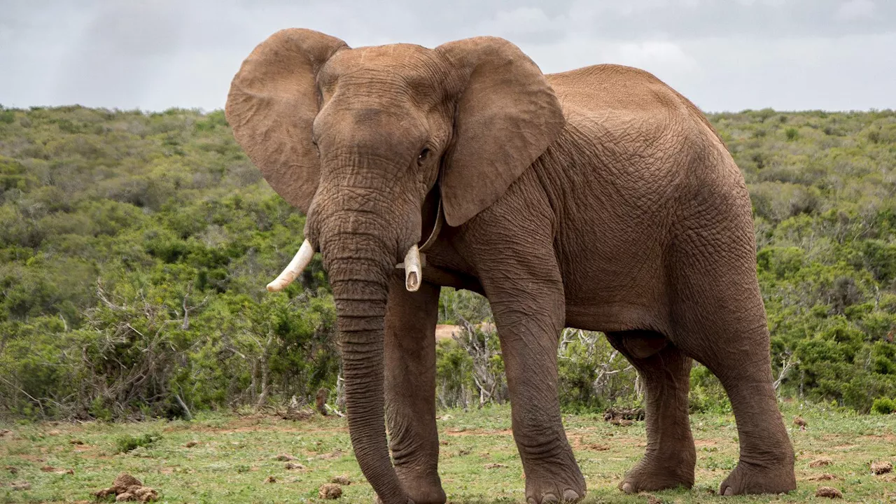 WATCH: Motorist gets safari surprise as elephant rampages vehicle