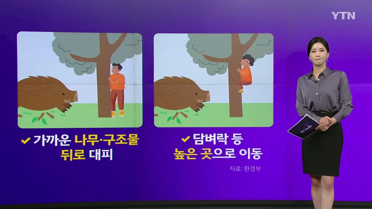 도심 멧돼지 출몰 지난해 2배↑...길가다 멧돼지 만난다면? [앵커리포트]