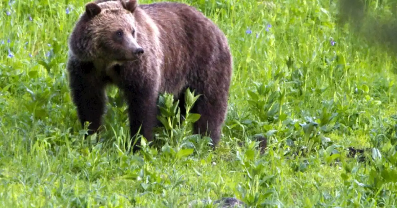 Couple and their dog killed in grizzly bear attack at national park