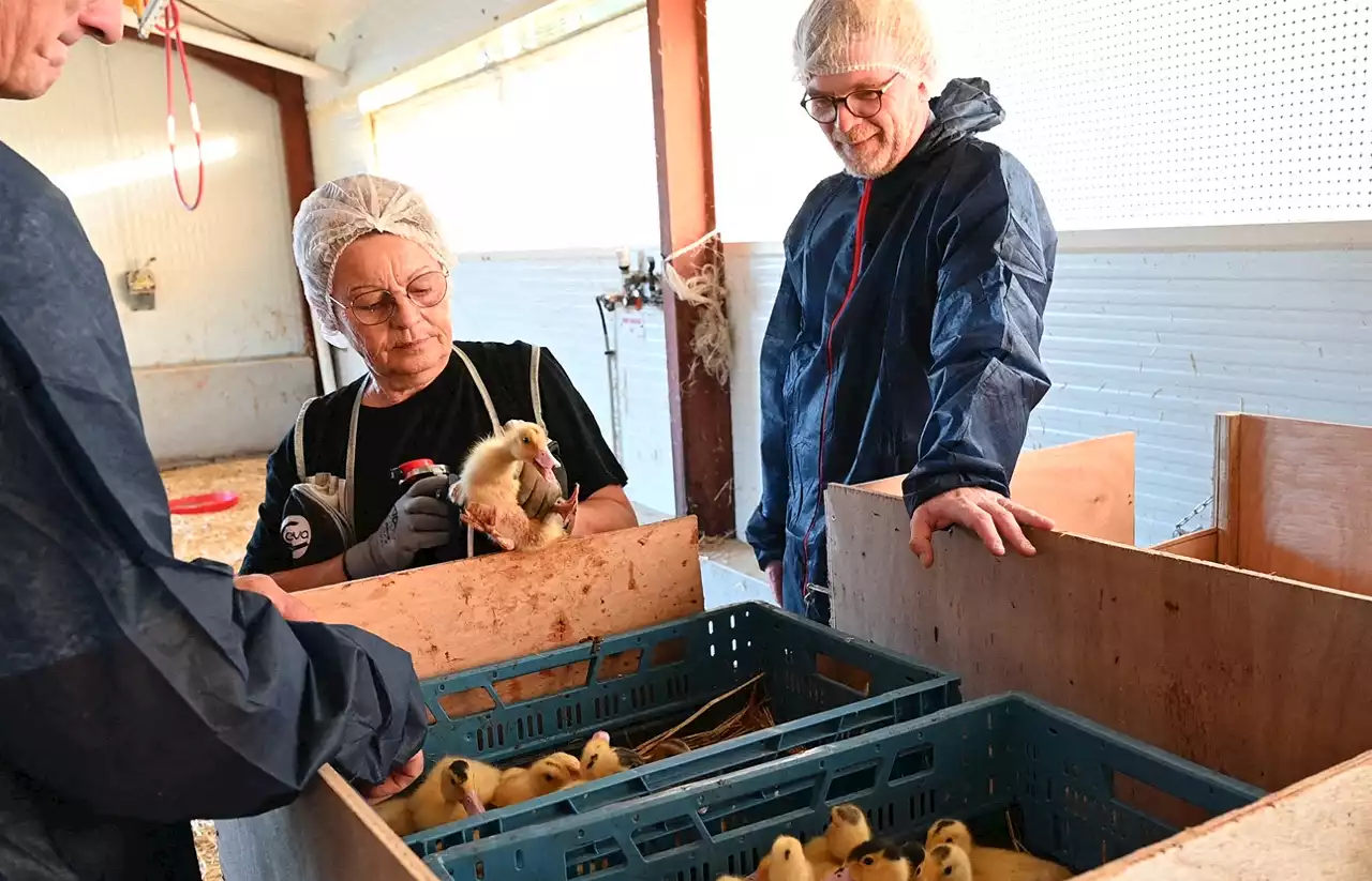 Grippe aviaire : depuis les Landes, Marc Fesneau assiste au lancement de la campagne de vaccination