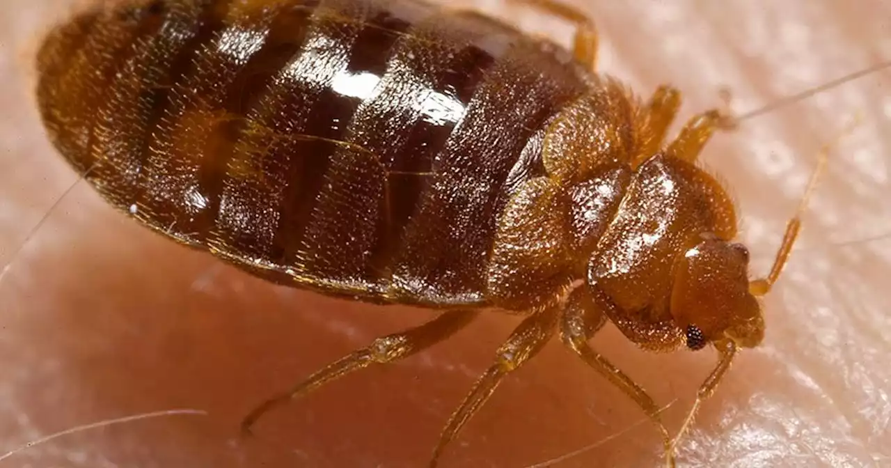 Bedbugs torment Paris ahead of 2024 Olympics: ‘No one is safe’