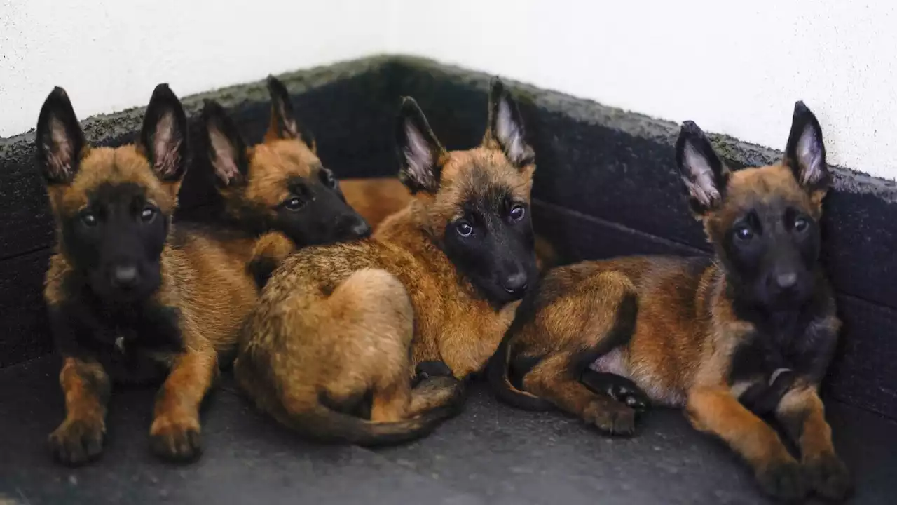 Mexico's rescue and drug-sniffing dogs start out at the army's puppy kindergarten