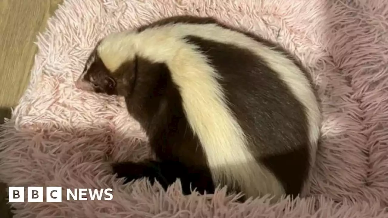 Deaf pet skunk missing after garden escape in Dorset