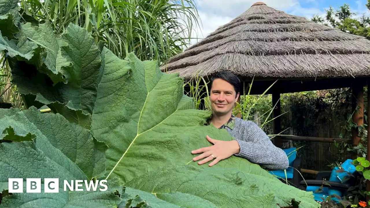 Wakefield dad Kris Swaine turns garden into tropical paradise