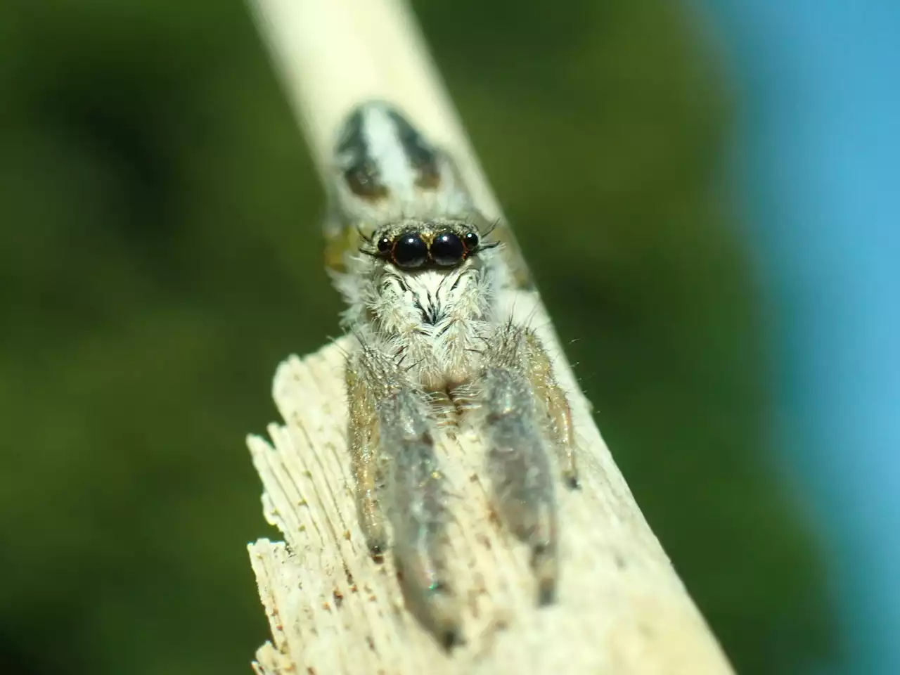 Seltene Spinne in Oberbayern entdeckt