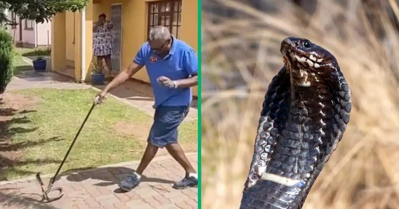 “Love my Xhosa people”: Venomous snake freaks Bhisho residents out