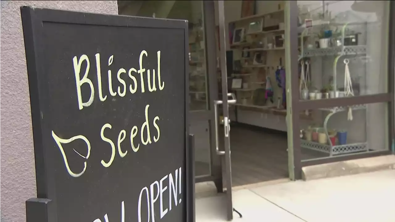 'Blissful Seeds' opens Poway store after humble beginnings in a garage