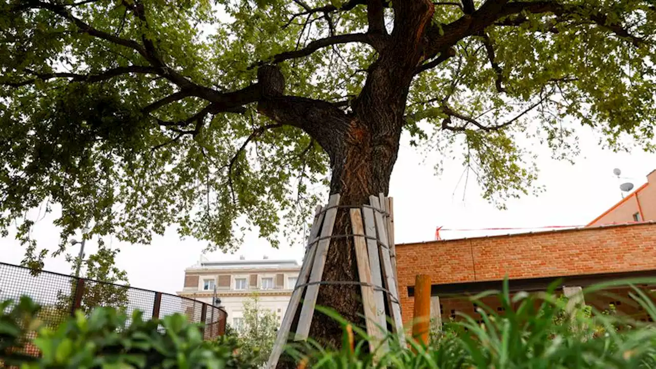 Urban parks in Dallas can mitigate the impact of climate change