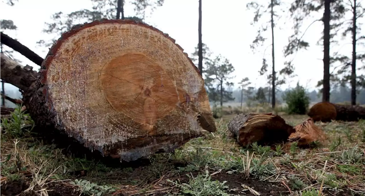 Piden investigar tala de árboles en Parque Ecológico Sierra de Guadalupe en Tlalnepantla